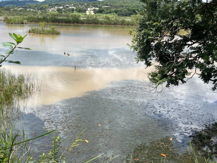 VIDA SENDO “ABAFADA” NA BARRAGEM VELHA