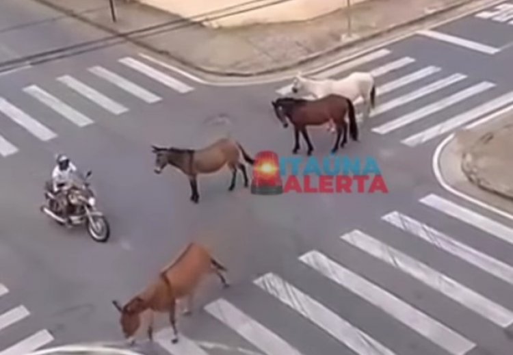 Cavalos na pista