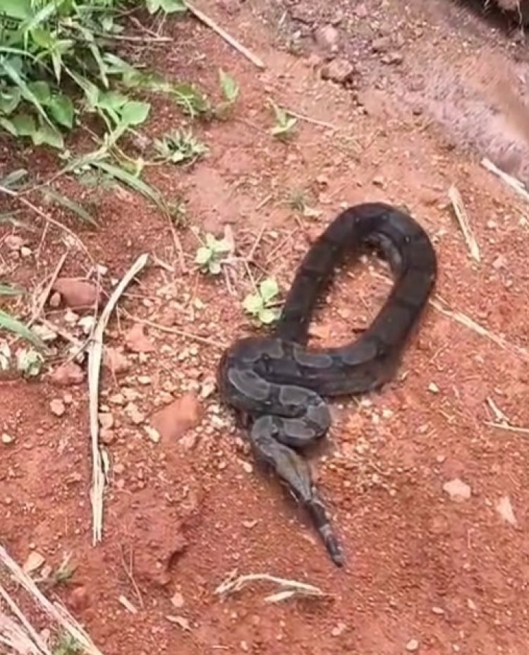 Uma jiboia de cerca de  2 metros foi capturada