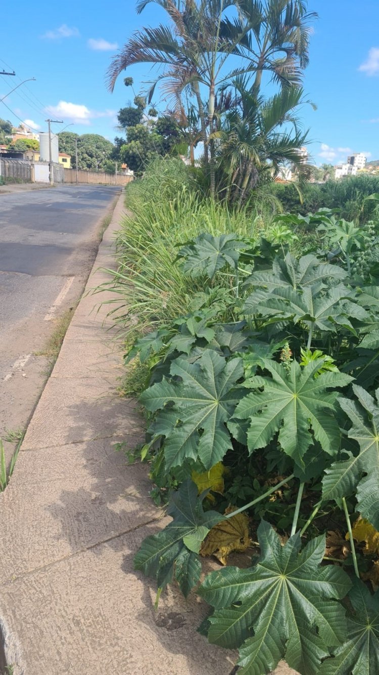 A VOZ DO POVO- Populares reclamam de  matagal na Av. São João